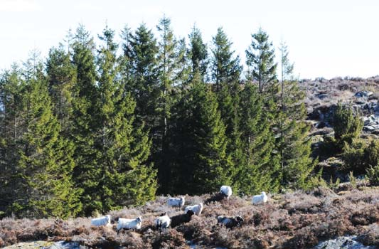 OM FOREDRAGSHOLDERNE Erling Svensen er bosatt på Eigerøy og er teknisk sjef i Dalane Tidende. Siden han fikk dykkersertifikat i 1976 har han gjort over 4000 dykk i inn- og utland.