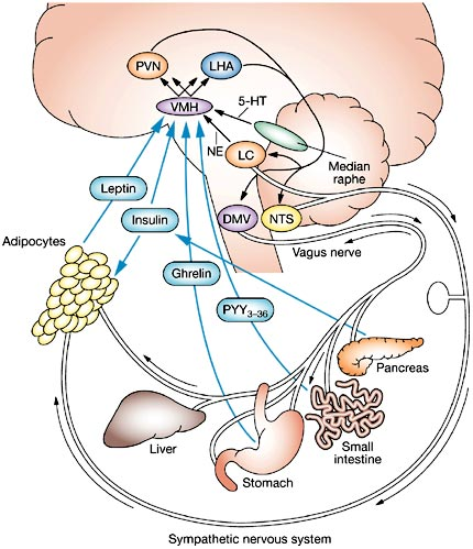 The homeostatic pathway of energy balance Anorexigenic: α-melanocyte stimulating hormone, cocaine-amphetamine regulated transcript orexigenic (neuropeptide Y, agouti-related protein) signals to the