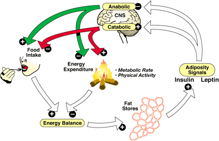 Leptin og