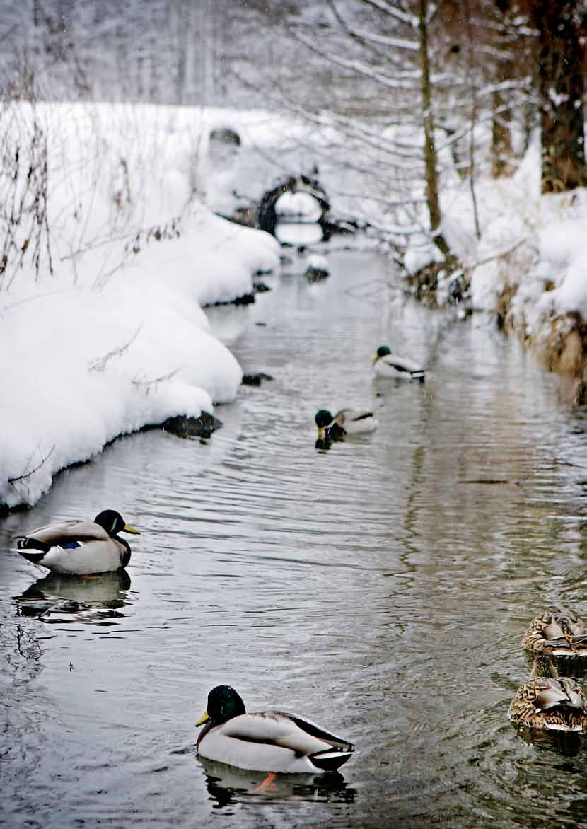 EPIDEMI ØSTENSJØVANNET, OSLO, FEBRUAR 2006 Influensapandemiar kan oppstå som følg je av virus