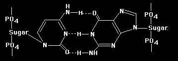 Nytt DNA dannes av DNA polymeraser å 1950-tallet begynte en også å lete etter enzymer som kunne syntetisere DNA. Det første av disse ble renset fra tarmbakterien E. coli, og ble kalt DNA polymerase I.