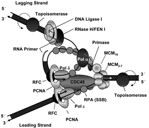 Topoisomerasehemmere brukes som cytostatika Lagging strand danner en loop for å orientere trådene i samme retning Inhibitorer av topoisomerase I er mye brukt som cytostatika innen kreftbehandling.