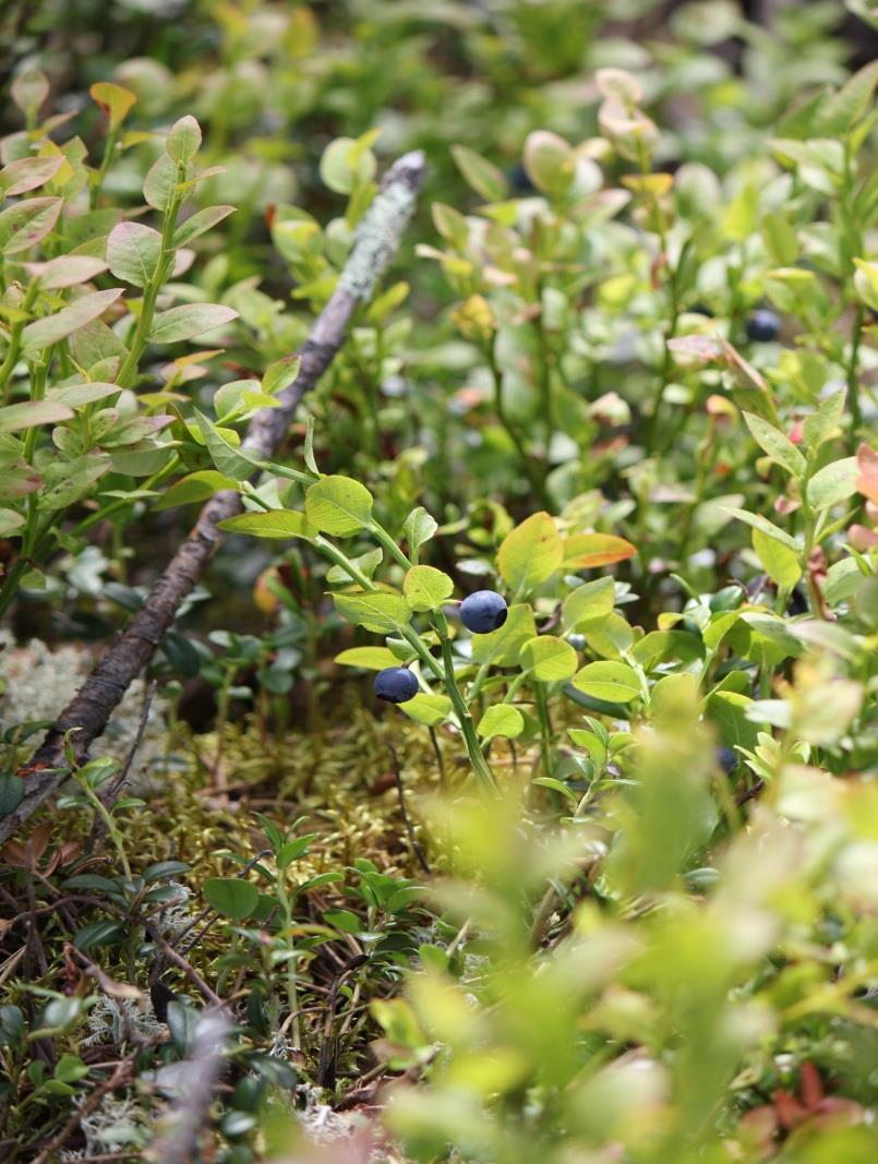 Blåbær er viktig som elgfòr Elg i vinterbeiteområder kan forårsake store beiteskader Høy tetthet av furu