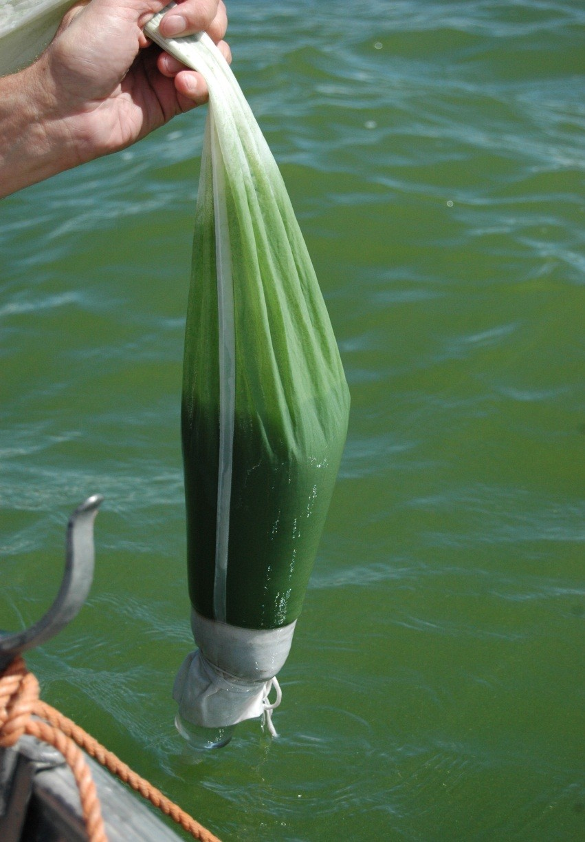 Planteplankton eksempel: Akersvannet 2010 Artssammensetning PTI EQRn 0.21 Planteplankton EQRn 0.