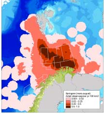 Grønlandssel Grønlandssel er vanlig i Barentshavet med rundt 1,7 millioner individer som overvintrer i østisen.