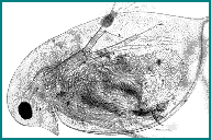 Figur 3. Daphnia magna, et lite krepsdyr som bl.a. brukes for å bestemme plantevernmidlenes giftighet. 3.7 Beregninger og statistikk Tap av partikler, næringsstoffer og plantevernmidler beregnes som vannføringen multiplisert med konsentrasjonen over den perioden som hver blandprøve dekker.