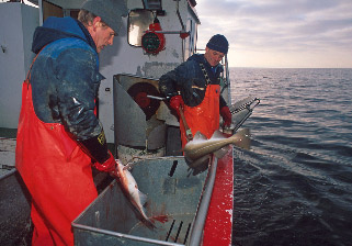 NOU 2005: 10 159 Kapittel 8 benyttes i størst grad av kystfiskeflåten men også av et begrenset antall havgående fiskefartøy. Fisket er regulert med minste tillatte maskevidde, maksimum garnmengde pr.
