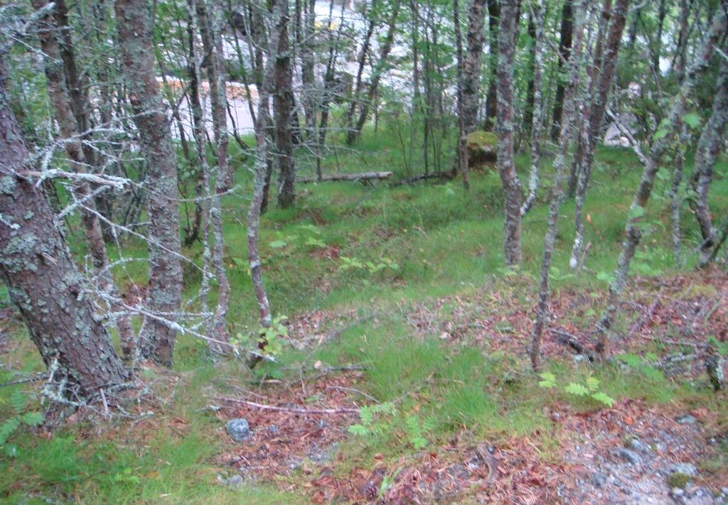 Mørsvikelva kraftverk 14. juni 2010 19 tatt ut skog. Noen mindre fuktsig finnes spredd omkring, med arter som bukkeblad, torvull, duskull, multe, hvitlyng, myrhatt m.m. Figur 9.