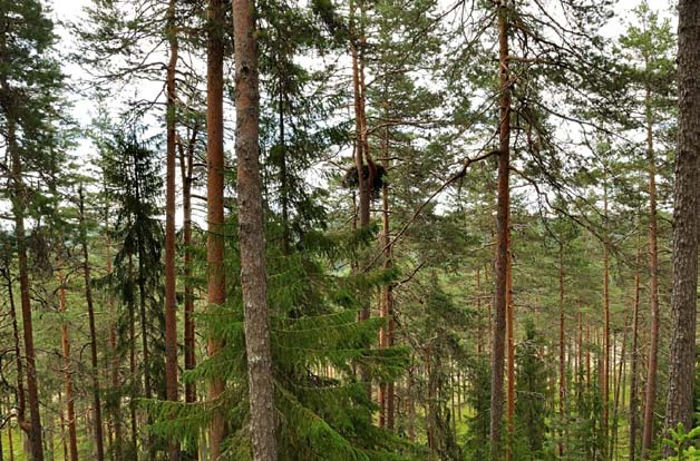 Metodikk Kartlegging innenfor deler av området startet så tidlig som på slutten av 1970-tallet. Fram til siste halvdel av 90-tallet hadde dette et sporadisk preg.