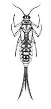 Døgnfluer Forsuringstoleranse for døgnfluer (Ephemeroptera) i humusrike vassdrag basert på laveste kjente ph område/nivå der arten er observert.