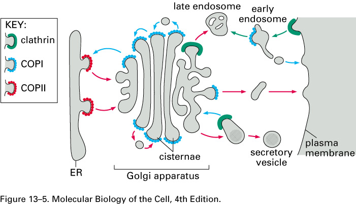 Strukturen av klatrin Klatrin triskelion Flere forskjellige coat proteiner er nødvendig for vesikkeltransport i cellen Biosyntetisk sekretorisk vei Vei for gjenvinning Endocytoseveien I tillegg