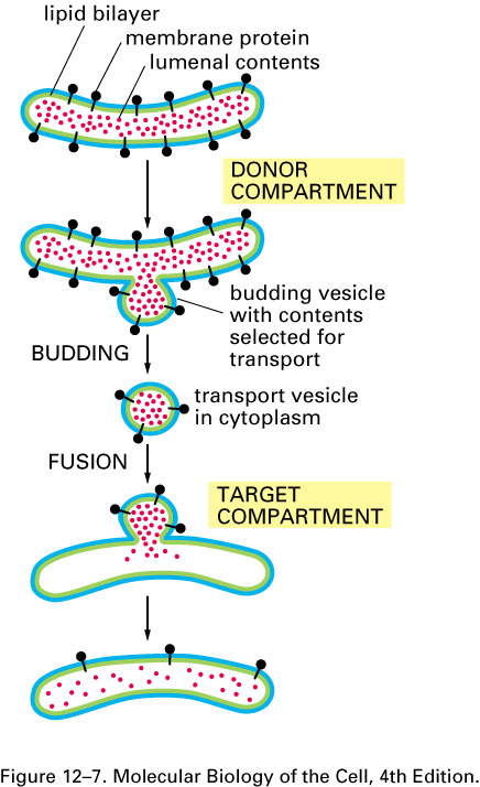 Forenklet veikart over proteintrafikken i en celle All proteinsyntese starter på frie ribosomer i cytosol.