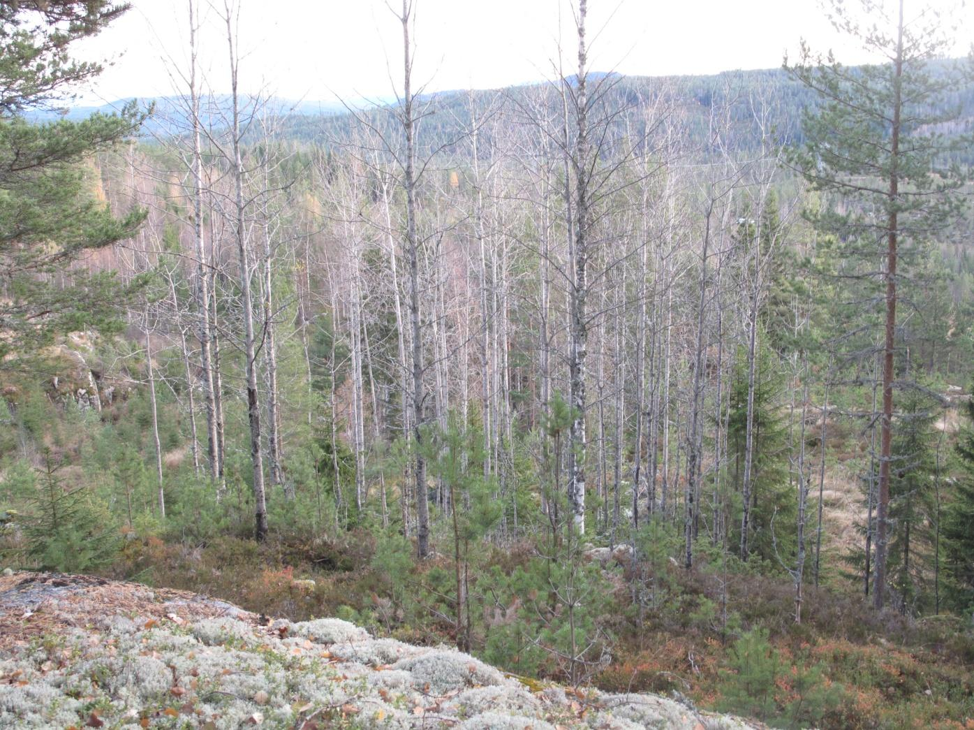 Figur 11. I kanten av og utenfor tilbudt areal, har det etter hogst kommet opp yngre ospeskog. Slik skog er viktig å bevare for å langsiktig bevare ospetilknytta arter over tid.