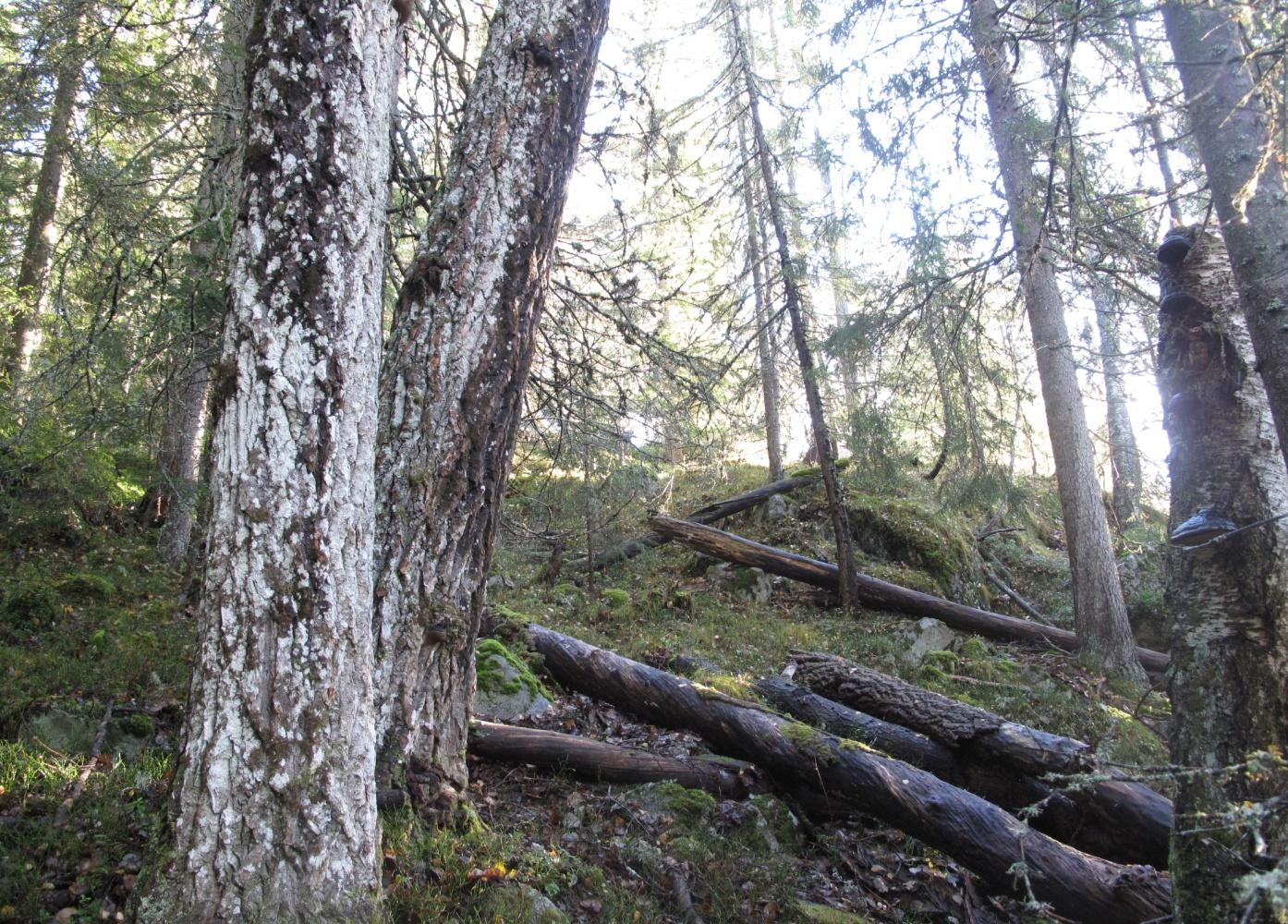 Figur 6. Nokså typisk skogbilde. Fra de nedre deler av hovedlia.