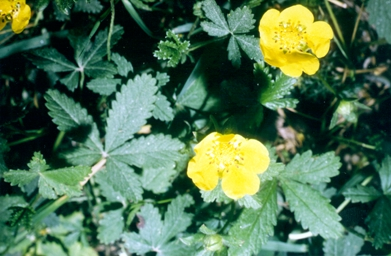 NATUR I ØSTFOLD 18(1) 1999 Krypmure i Østfold Fig. 1. Krypmure Potentilla reptans fotografert ved parkeringsplassen ved Mærrapanna i 1978. Foto: J. Ingar I.