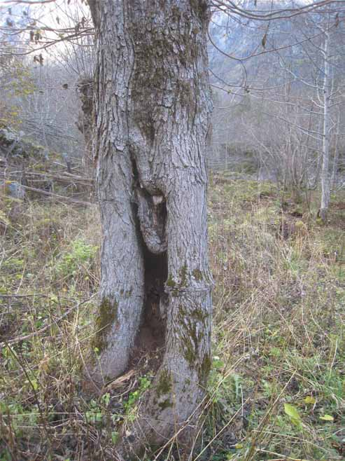 15 trolig i stor grad forhindre skader på trærne fra tråkk og andre aktiviteter fra turgåere.