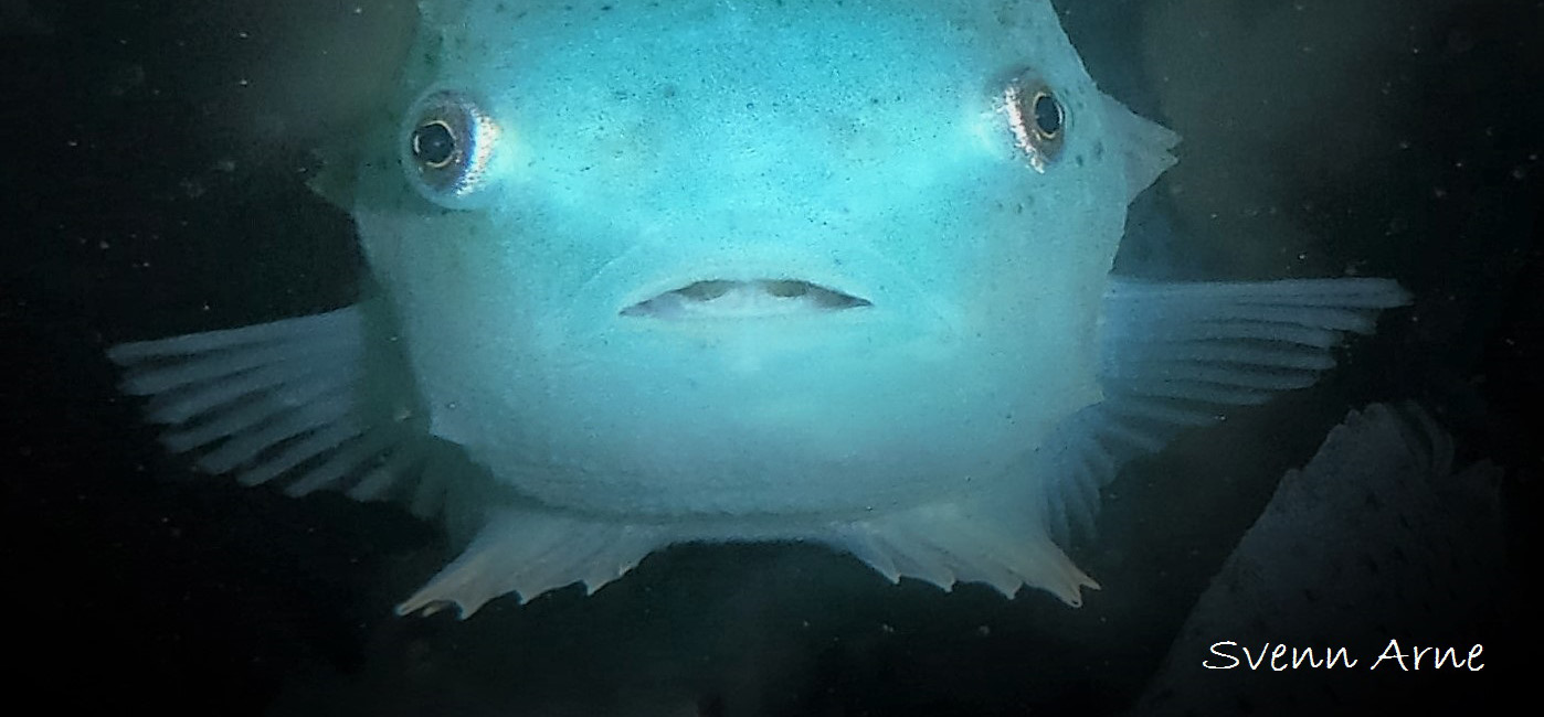 Foto: Svenn Arne Olsen, Arctic Cleanerfish AS 11:00 HOLD AV STAMFISK OG AVL Avl på rognkjeks Maren Mommens, AquaGen Hvilken rognkjeks har mest lyst på lus?