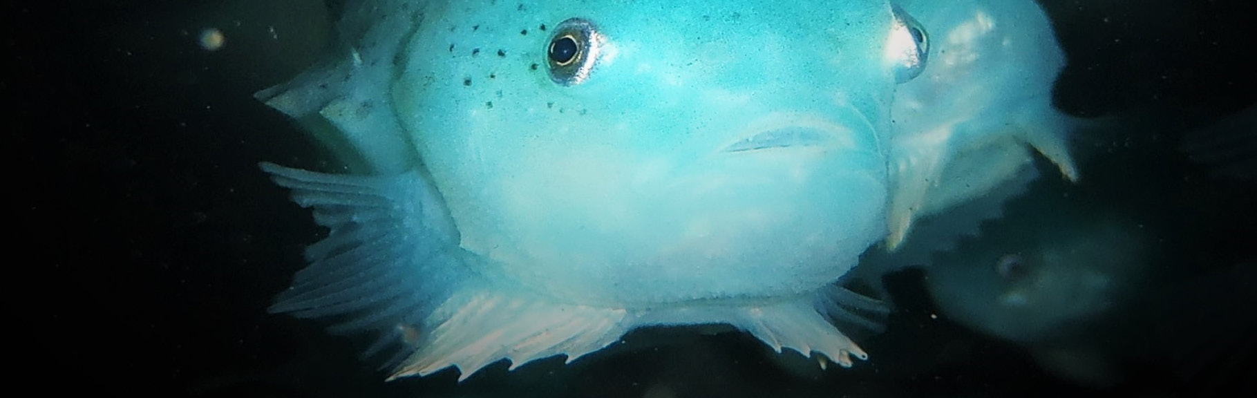 Foto: Svenn Arne Olsen, Arctic Cleanerfish AS 13:15 Lunsj 14:00 TILTAK SOM IKKE KREVER HÅNDTERING AV LAKSEN Ultralyd kunnskapsgrunnlag pr nå Atle Mortensen, Nofima og Torfinn Solvang-Garten, SINTEF