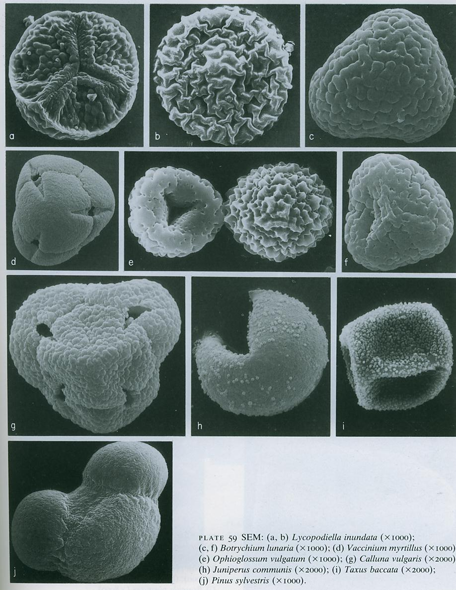 Pollen en fascinerende del