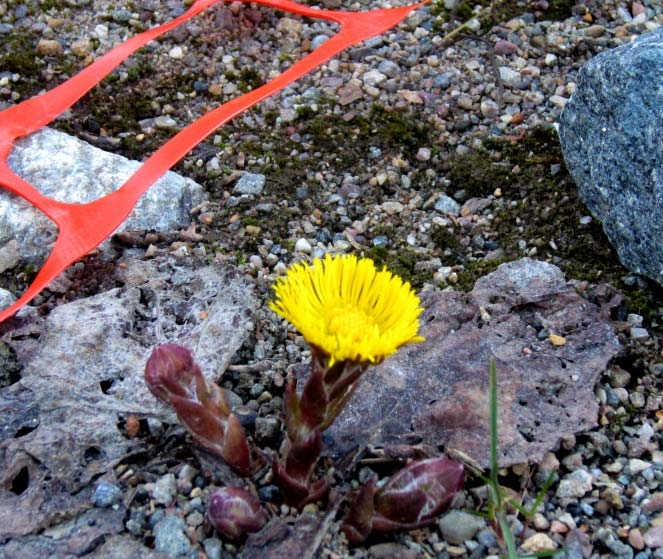 Knut har ordet Tekst I Knut Harstad Aller først E16 kontrakten på Filefjell signeres 1. april (ikke aprilsnarr).