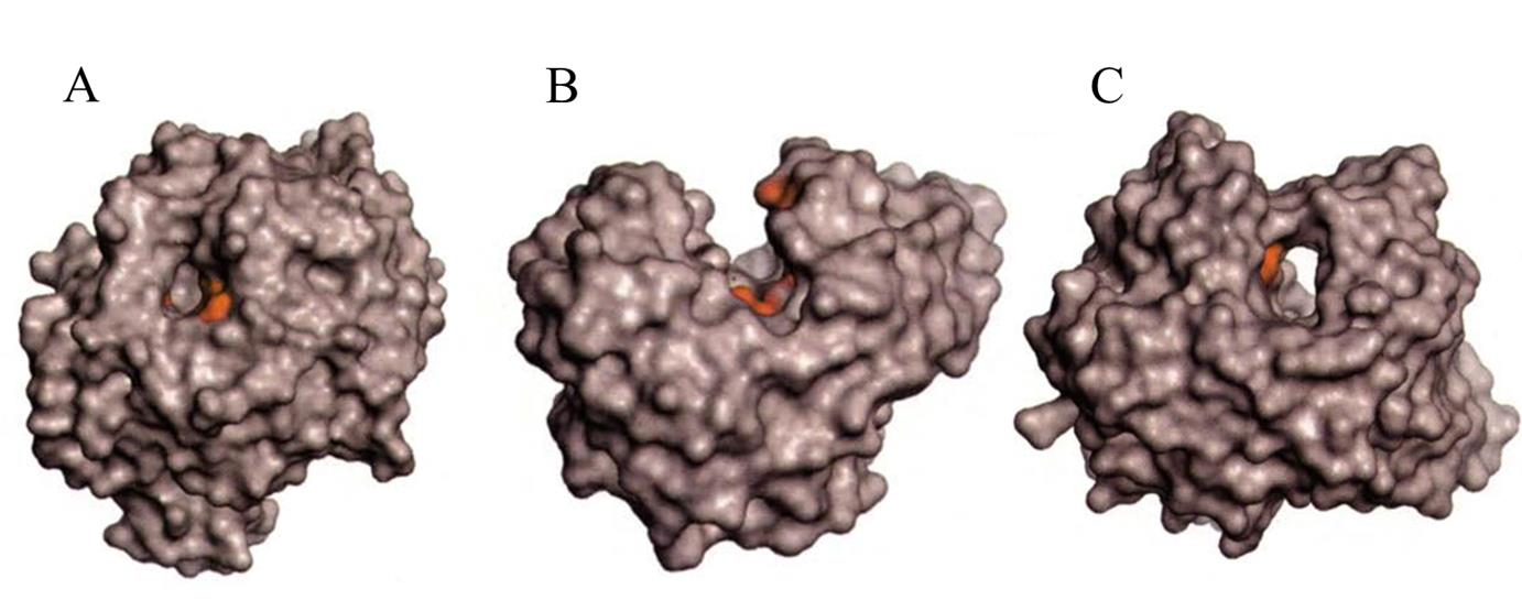 1. Introduksjon 2) Kløft topologi (Figur 5 B) Enzymer med denne topologien har en åpen struktur i det aktive setet.