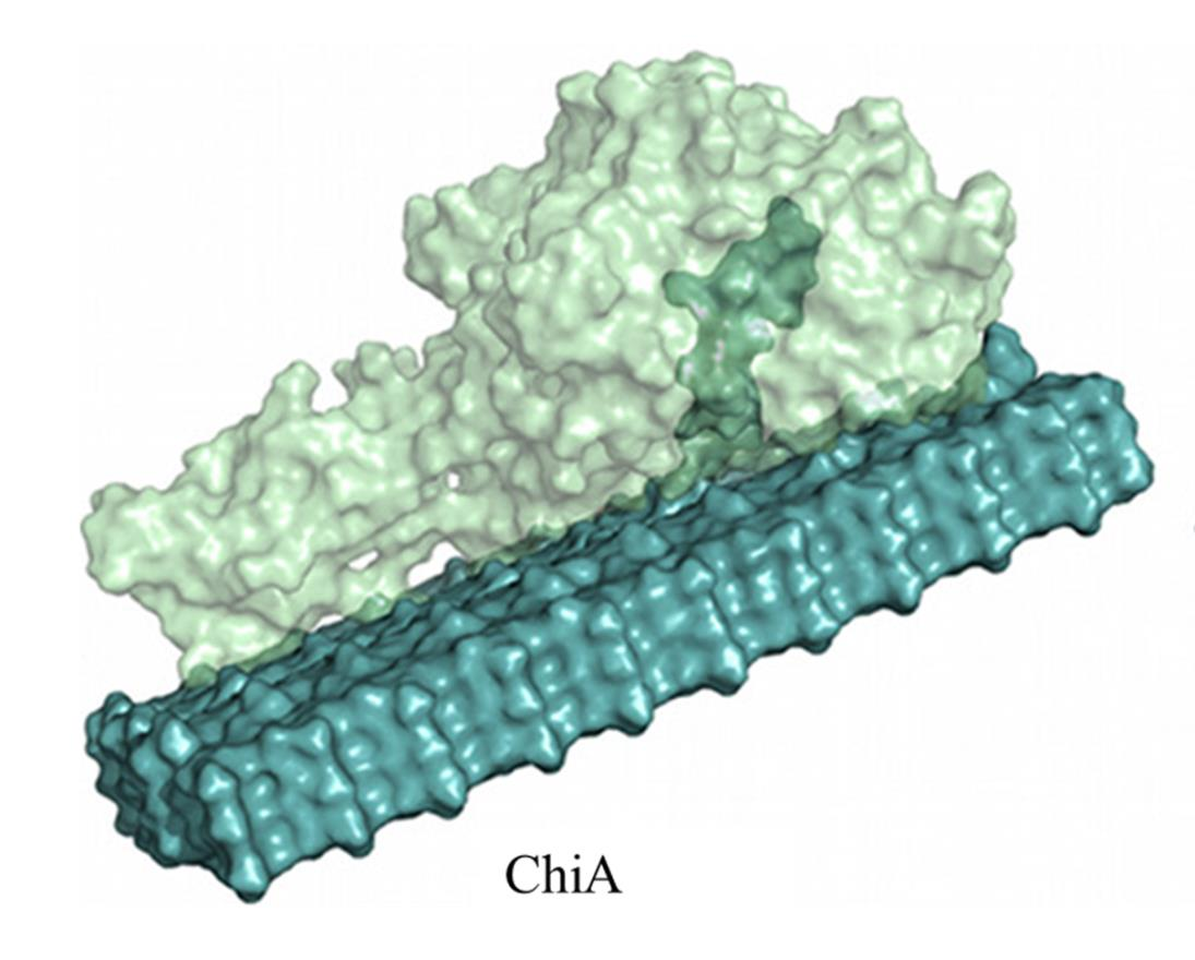 1. Introduksjon 1.6.3 ChiA ChiA består av totalt 540 residuer og har en molekylmasse på 58,5kDa. ChiA har en dyp substratbindende kløft, men ingen loop som danner tak over kløften.