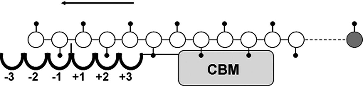 1. Introduksjon produktiv binding. Dette er illustrert i Figur 14 (Horn, S. J. et al. 2006a). Ved degradering av kitosan, vil en deacetylert enhet i -1 subsetet ikke gi produktiv binding.