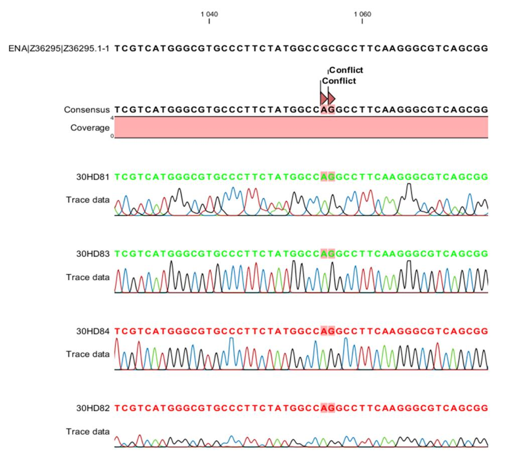 4. Resultater 4.2 Seterettet mutagenese 4.2.1 Sekvensering Det muterte plasmidet ble som nevnt i avsnitt 3.1.10 sendt til GATC Biotech i Constance, Tyskland for sekvensering.