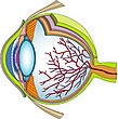 Biologi 1 og 2 Biologi kan velges som programfag over to år innenfor programområde for realfag eller som valgfritt programfag i Vg2 eller Vg3. Biologi 2 bygger på Biologi 1. Biologi har fem uketimer.