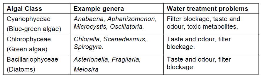 Også alger kan gi problemer i vannforsyningen Lukt/smak, toksiner, vanskelig Ternbar NOM, trykktap i filtre