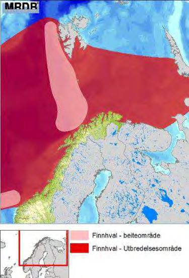 Spekkhoggere finnes langs hele norskekysten og i Barentshavet med kjerneområder utenfor Mørekysten, Lofoten og Finnmarkskysten, (Figur D - 32). Spekkhoggerne vandrer i flokker bestående av 4-100 dyr.