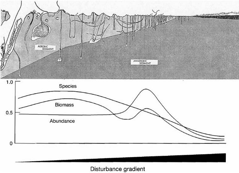 Figur 1. Bilde (over) og modell (under) illustrerer endringer i bunndyrssamfunn som en respons på organiske tilførsler oksygenmangel og fysiske forstyrrelser (fra Pearson & Rosenberg 1978).