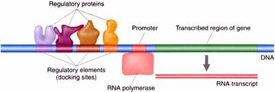 Ekspresjonskontroll proteinsyntese Transkripsjonsfaktorer Bindingssted for