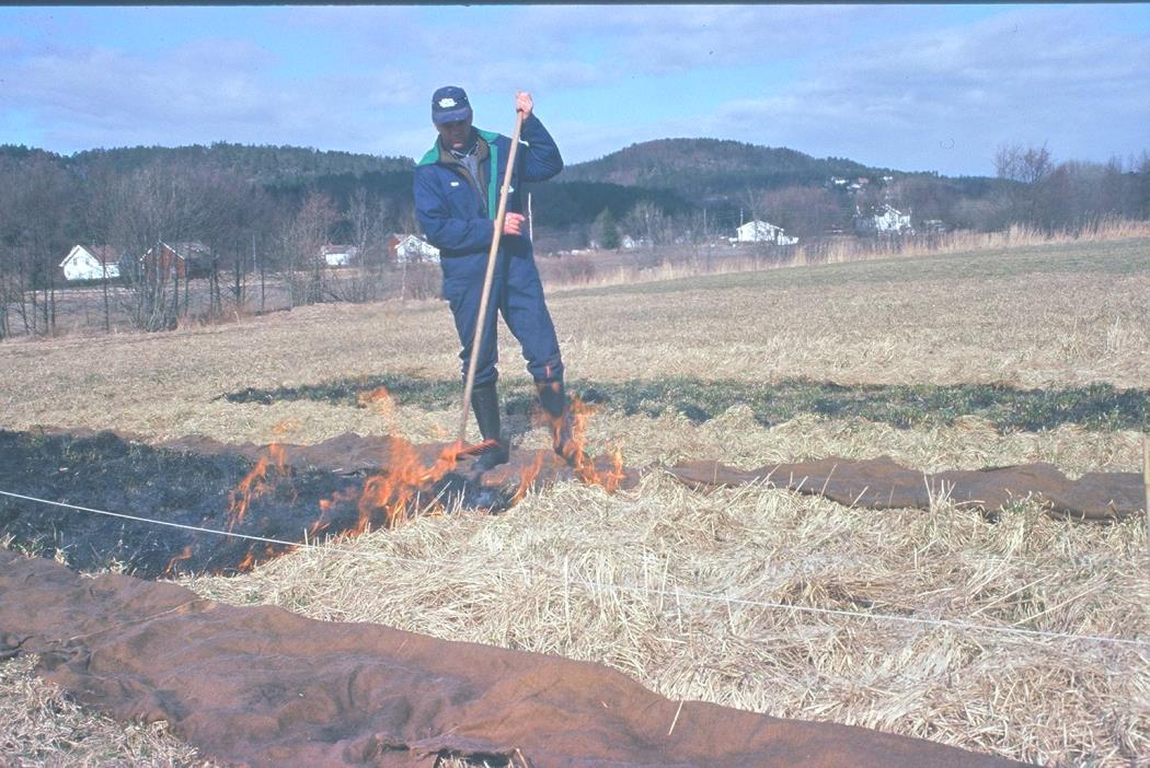 Fordelen med vårbrenning: Bevarer det beskyttende laget av stubb og/eller gjenvekst gjennom vinteren mindre vinterskader.