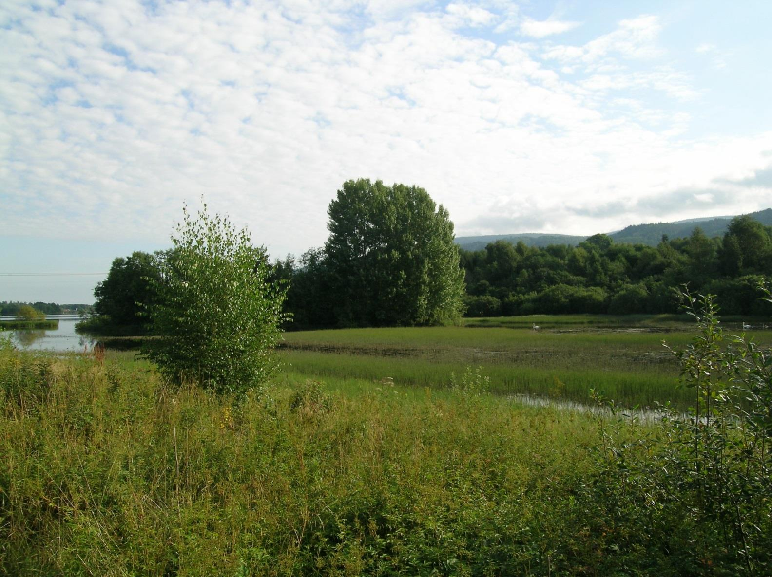 FUGLER VED VASSBUNN (BERGSJØ) 1990-2005