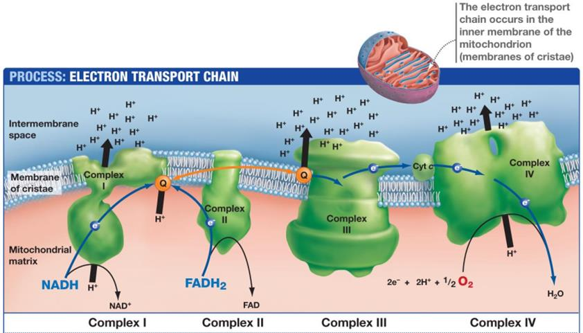 Indre mitokondriemembran er impermeabel for de fleste små molekyler og ioner, inkludert H +. Elektroner fra NADH + H + blir overført til prostetiske grupper i kompleks I.