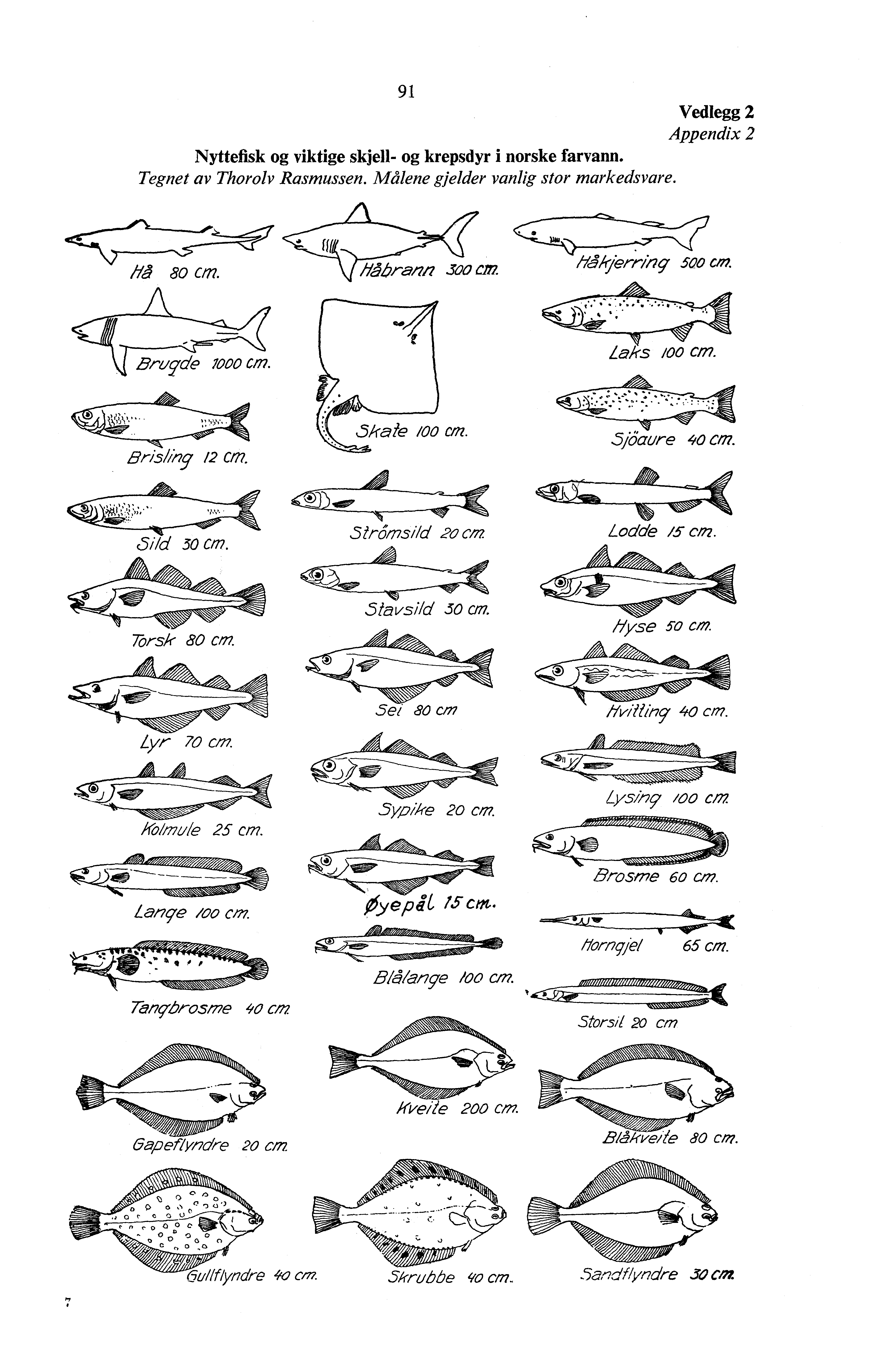 9 Vedlegg Appendix Nyttefisk og viktige skjell- og krepsdyr i norske farvann. Tegnet av Thorolv Rasmussen. Målene gjelder vanlig stor markedsvare. ligiver;^ingr 5 cm. gris/ing / CM. Lodde /5 cm.