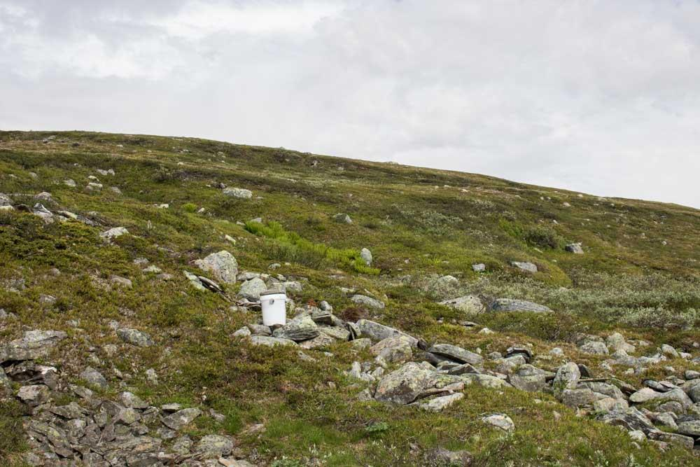 Rørvinslokking og håving etter sjeldne nattsommerfugler ved Lavkavagge i Storfjord, Troms, 27. juli 7. juli 2016.