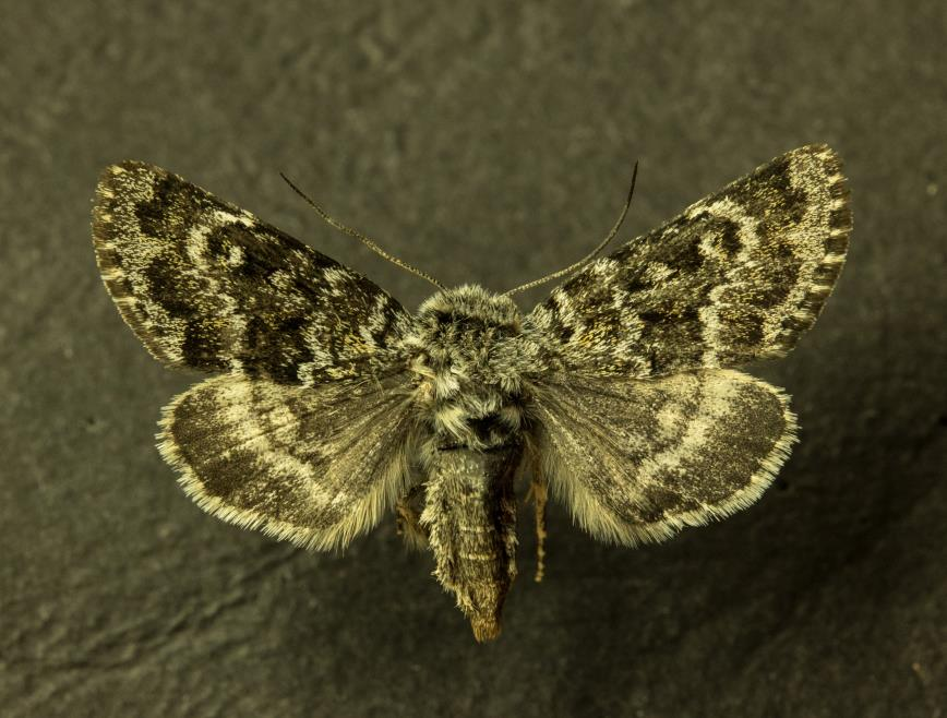 Figur 3 Båndfjellfly, Lasionycta secedens, Lavkaskaidi, 520 moh, 27.