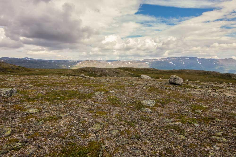 Figur 8 Myr ved Lavkaskaidi, (Punkt 4). Denne myra er helt i bakgrunnen på bildet over. Her hang en av rødvinsfellene. Ett eksemplar av Båndfjellfly, Lasionycta secedens ble håvet her på kvelden 27.