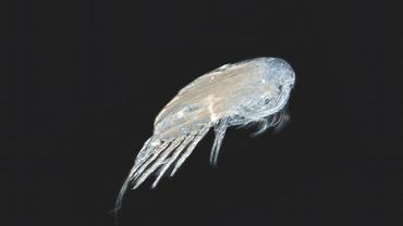 Faktaark B-2-20 Høsting av dyreplankton I mars 2006 ble det av føre-var-hensyn innført et generelt forbud mot at norske fartøy kan fiske rødåte, krill og andre dyreplankton i Det nordøstlige