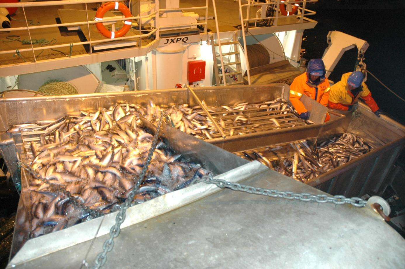 F Omsetning Sildefiske Foto: fiskeri.