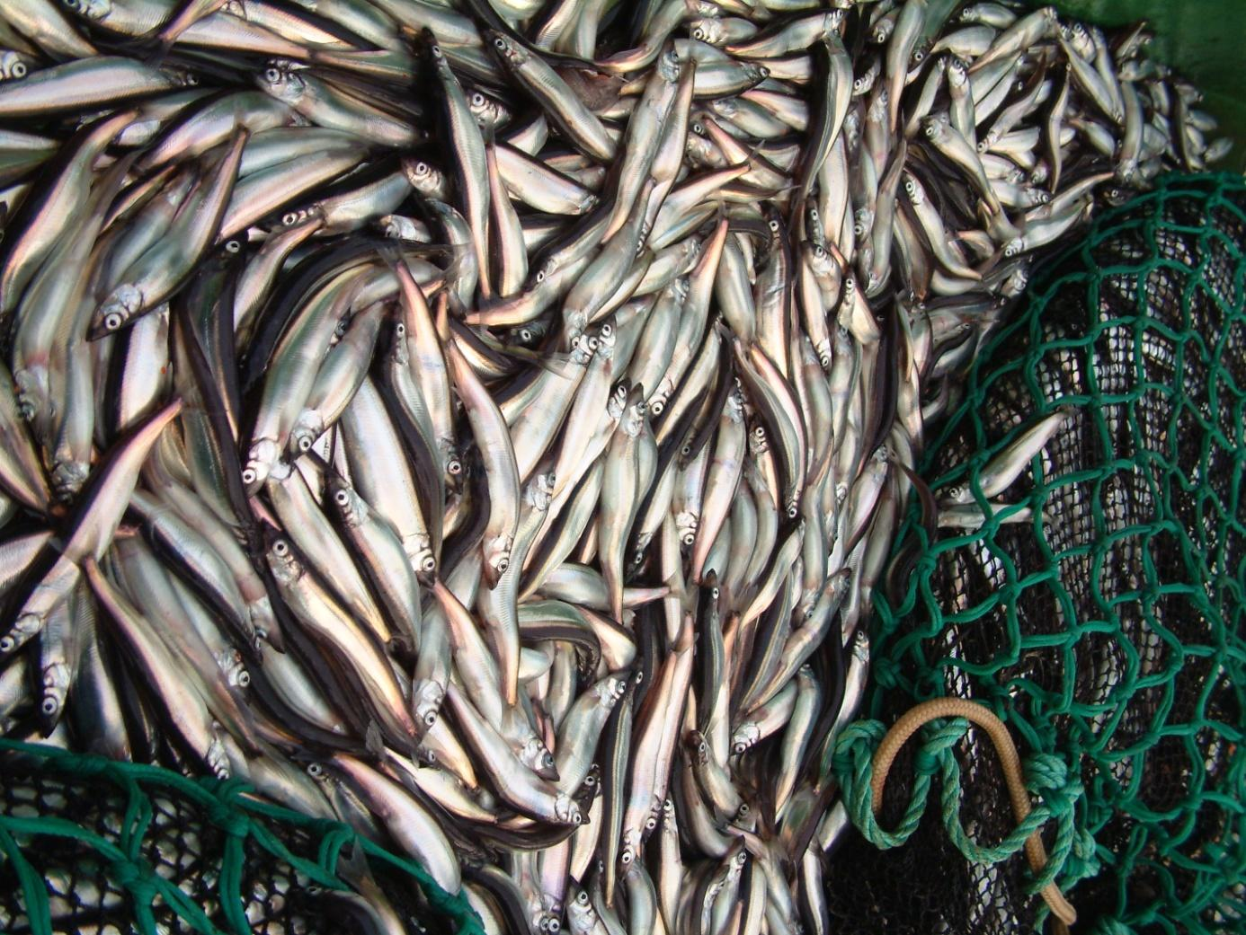 B Reguleringer Fangst av lodde Foto: fiskeri.