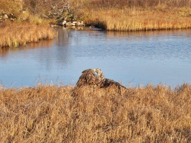 Årsberetning fra fellesstyret Skallelva Det er igangsatt et arbeid med og både forenkle fiskereglene, herunder også å gjøre fiske/spillereglene i vassdraget mer attraktivt samt forutsigbare.