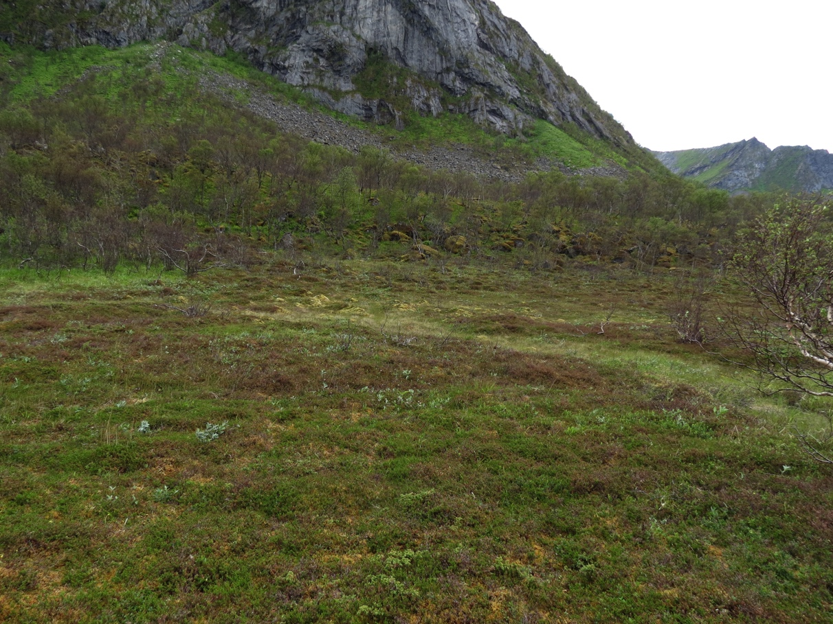 4 INNLEDNING Ballesvika er et populært friluftsområde, som også er vernet i Teistevika landskapsvernområde.