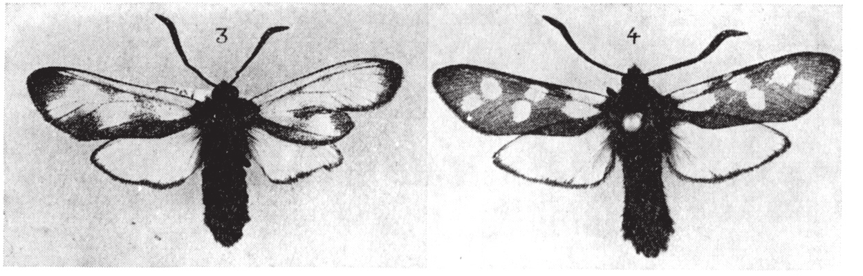 Fig. 3 4. Zygaena jilipendulae L., 3 teratological d. B. Messel phot. 4. normal specimen. B. Messel phot. Fig. 5, 6. Venation in the teratological Zygaena filipendulae L M. Opheim del.