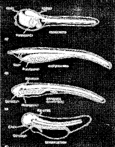 Underekke Cephalochordata Lansettfisk Klasse Thaliacea - Salper Cyclosalpa affinis Marine, bunnlevende Få arter (1 art i Norge) Filtere vann gjennom gjelletarmen Gjelletarmer fungerer ikke som