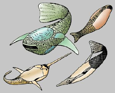 Conodonta - koniske tenner Viktig gruppe for aldersbestemmelse av stratigrafiske lag. Overgang mellom kjeveløse og kjevede fisk?