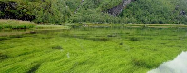 TILGROING Forekomst og utbredelse av vannplanter i Ekso er dokumentert ved undersøkelser av vannvegetasjon i terskelbasseng i Eksingedalselva i perioden 1990-91, og allerede da var det stor