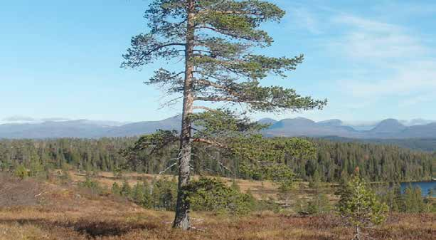 INNHERRED DATO TURMÅL VARIGHET VANSKELIGHETSGRAD FJELLOMR. TURLEDER Fredag 18.- søn. 20. aug.